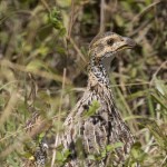 Francolin in Kenya