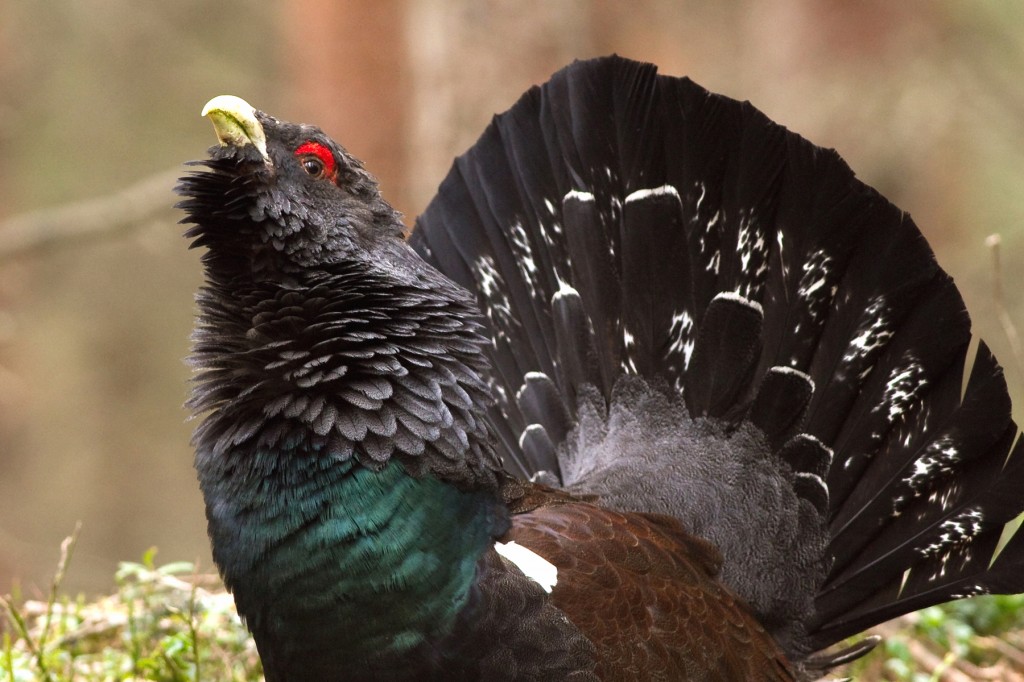 Gallo Cedrone