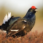 Gallo Forcello1