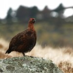 Grouse Battura 2