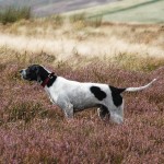 Grouse con cani da ferma