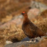 Grouse in Battuta