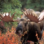 Moose