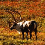 Mountain Caribou