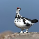 Pernice Bianca