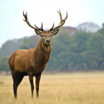 Red Deer
