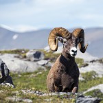 Stone Sheep