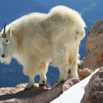 White Goat