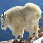 White Goat