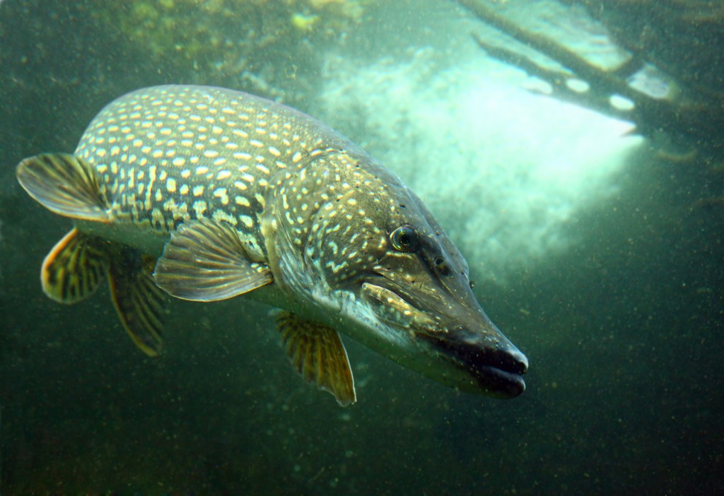 Casa Rizzini Pesca Luccio