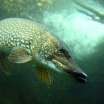 Casa Rizzini Pesca Luccio