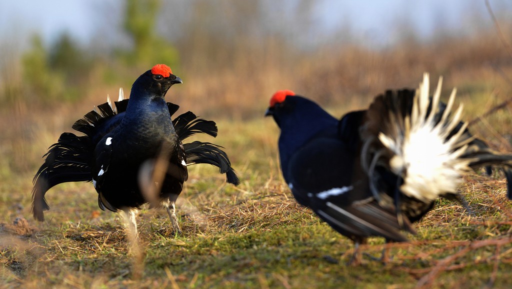 galli caccia