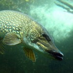 fishing2-800×500