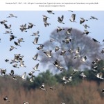 catalogo-caccia-13