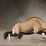 catalogo-caccia-26