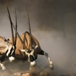 catalogo-caccia-27