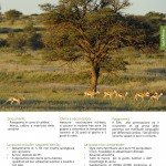 catalogo-caccia-31