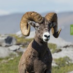 catalogo-caccia-37