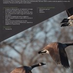 catalogo-caccia-38