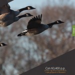 catalogo-caccia-39