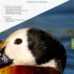catalogo-caccia-41