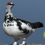 catalogo-caccia-45