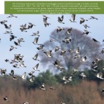 catalogo caccia 2016 Casa Rizzini
