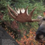 catalogo caccia 2016 Casa Rizzini