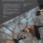 catalogo caccia 2016 Casa Rizzini