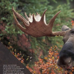 Hunting-Brochure-(Italian)-38