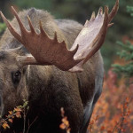 Hunting-Brochure-(Italian)-39