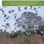 Listino-Prezzi-Caccia-201715
