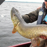 Listino-Prezzi-Pesca-20172